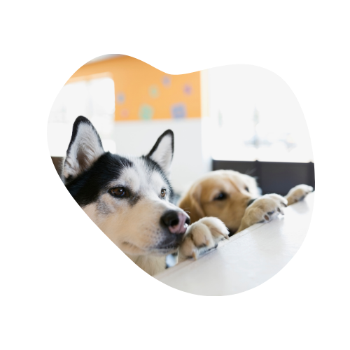 Rhodesian Ridgebacks