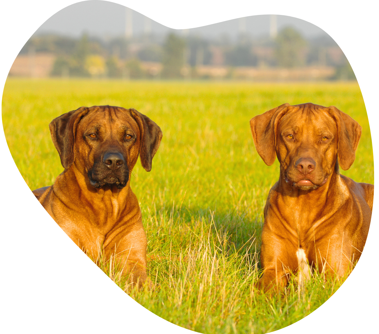 Rhodesian Ridgebacks